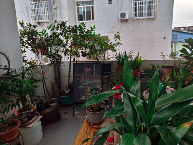 听说阳台花园的“尽头”是种菜、种果树！