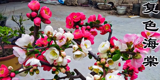 海棠花多久浇一次水？海棠花浇水指南：四季养护秘诀，告别黄叶烂根 ...