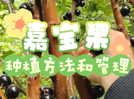 树葡萄嘉宝果怎么养？嘉宝果种植方法与注意事项