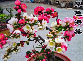 海棠花多久浇一次水？海棠花浇水指南：四季养护秘诀，告别黄叶烂根 ...