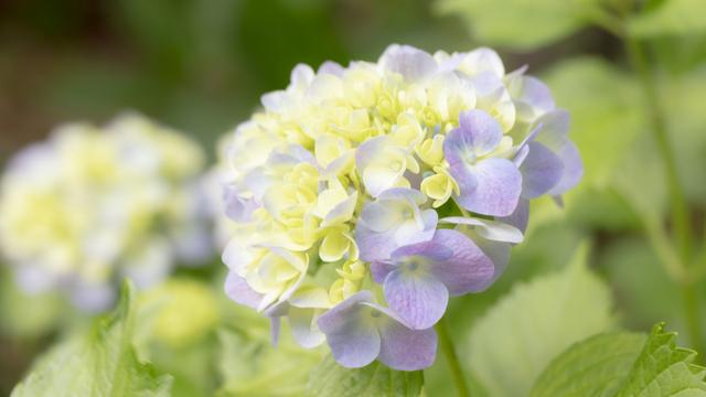 绣球花的寓意和花语，附：各种颜色绣球花图，你见过几种呢？