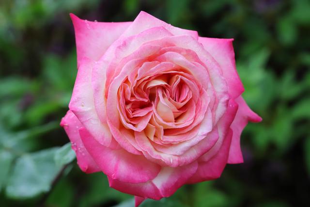 为什么你的盆栽玫瑰不开花？究竟是什么原因导致玫瑰不开花呢？