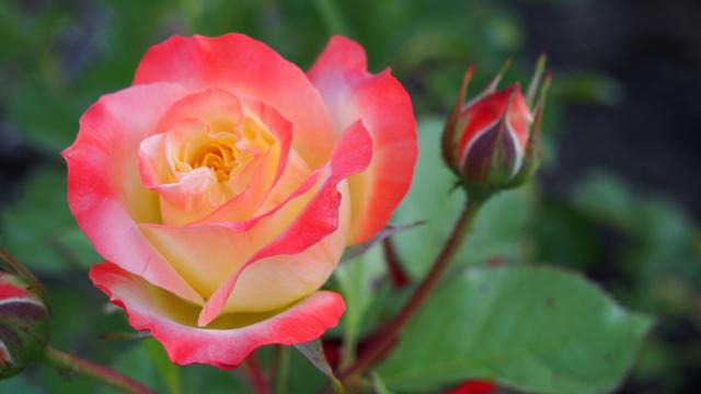 盆栽玫瑰怎么养？养玫瑰“12大”疑难杂症大解析，让你养花更轻松