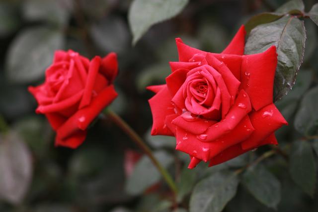 盆栽玫瑰怎么养？养玫瑰“12大”疑难杂症大解析，让你养花更轻松