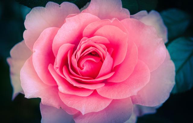 玫瑰怎么养？盆栽玫瑰花的养殖方法和注意事项