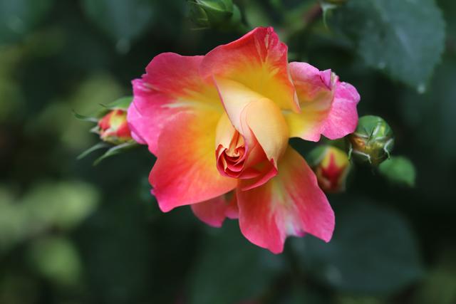 玫瑰怎么养？盆栽玫瑰花的养殖方法和注意事项