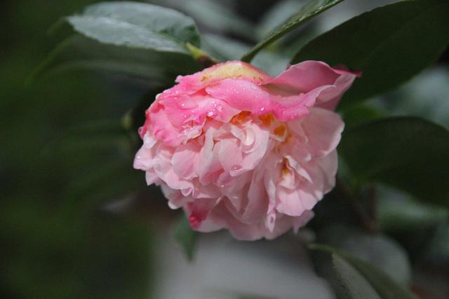 山茶花花期太短怎么办？试试这些延长花期的方法吧！