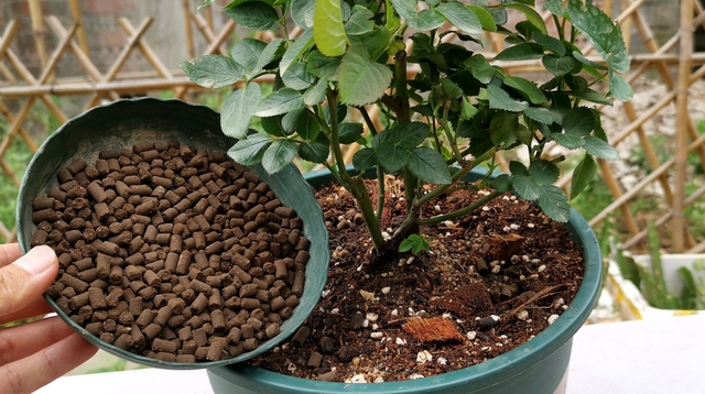 盆栽“月季施肥”的十大禁忌，你知道几个？