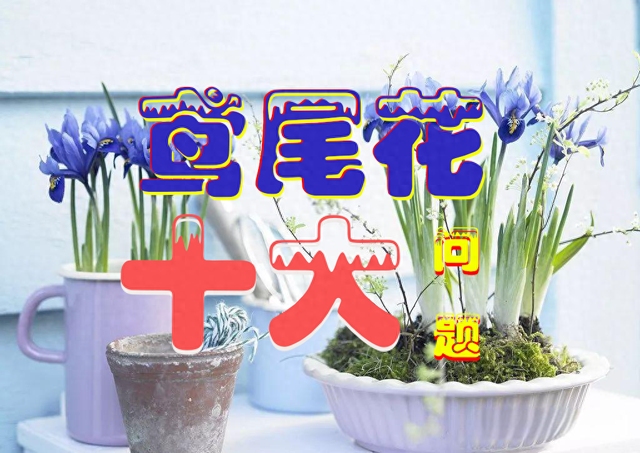 盆栽鸢尾花怎么养？养盆栽鸢尾花十大问题解答