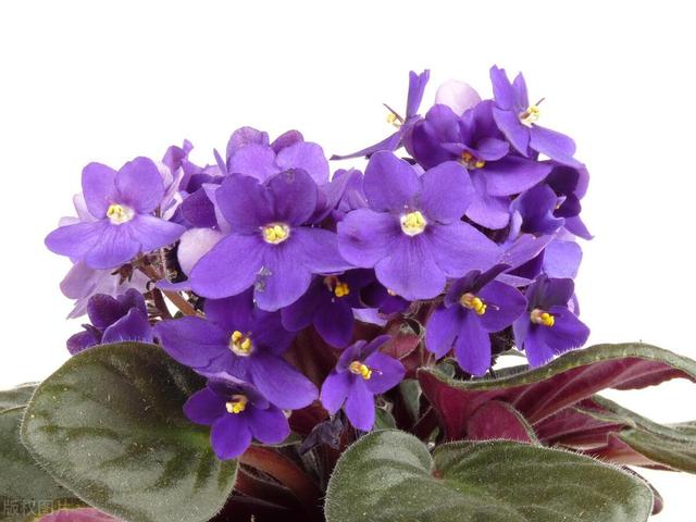 养盆栽紫罗兰常见问题解答，汇总日常养护过程中比较关心的解答！
