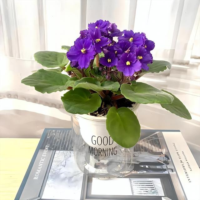 养盆栽紫罗兰常见问题解答，汇总日常养护过程中比较关心的解答！