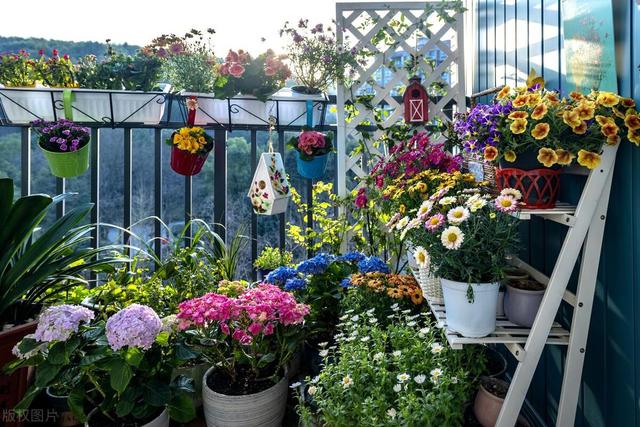 5种最适合懒人养的花，轻松打造花园小清新！