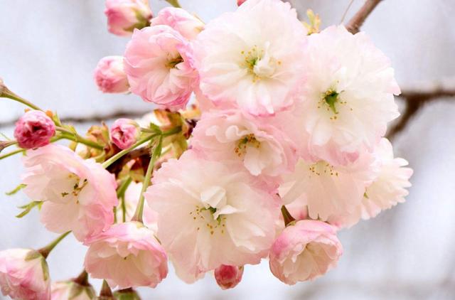 春天到底有哪些花在开放？小蕾简单列出10种，看看有你喜欢的吗？