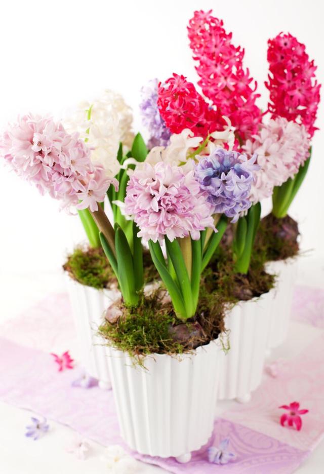 春天到底有哪些花在开放？小蕾简单列出10种，看看有你喜欢的吗？